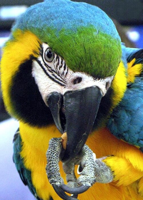 Macaw Greeting Card featuring the photograph Blue and Gold Macaw with a Peanut by Andrea Lazar