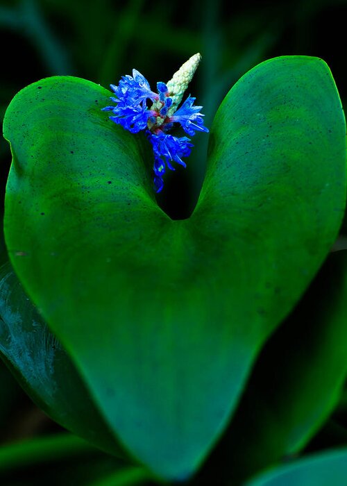 Water Plant Greeting Card featuring the photograph Blue and green by Haren Images- Kriss Haren