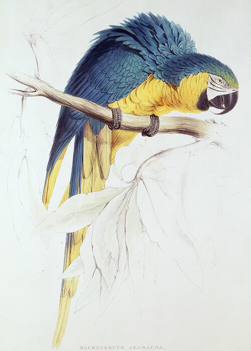 Parrot Greeting Card featuring the painting Blue and Yellow Macaw by Edward Lear