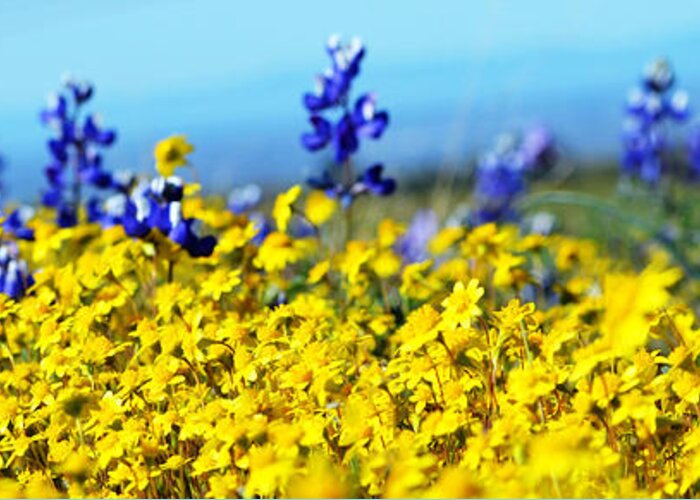 Blue Greeting Card featuring the photograph Blue and Yellow Wildflowers by Holly Blunkall