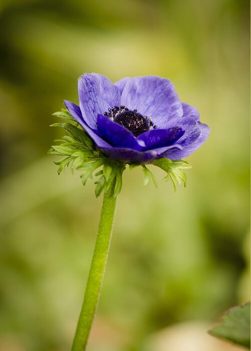 Blue Greeting Card featuring the photograph Blue Anemone by Spikey Mouse Photography