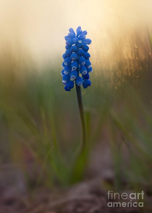 Blue Greeting Card featuring the photograph Blue ball hyacinth by Jaroslaw Blaminsky