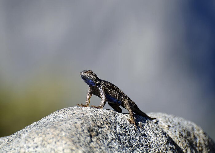 Yosemite Greeting Card featuring the photograph Blue-Bellied Lizard in Yosemite by Bruce Gourley