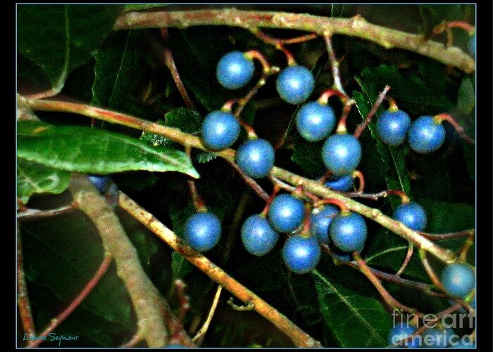 Australian Bush Berries Greeting Card featuring the photograph Blue Bush Berries by Leanne Seymour