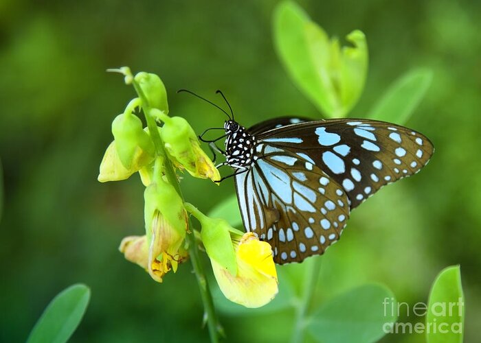 Butterfly Greeting Card featuring the photograph Blue Butterfly In The Green Garden by Gina Koch