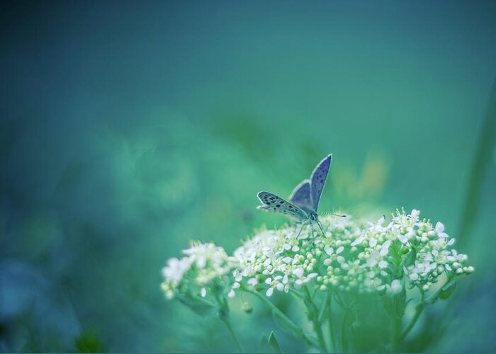 Animal Themes Greeting Card featuring the photograph Blue Butterfly by Levente Bodo