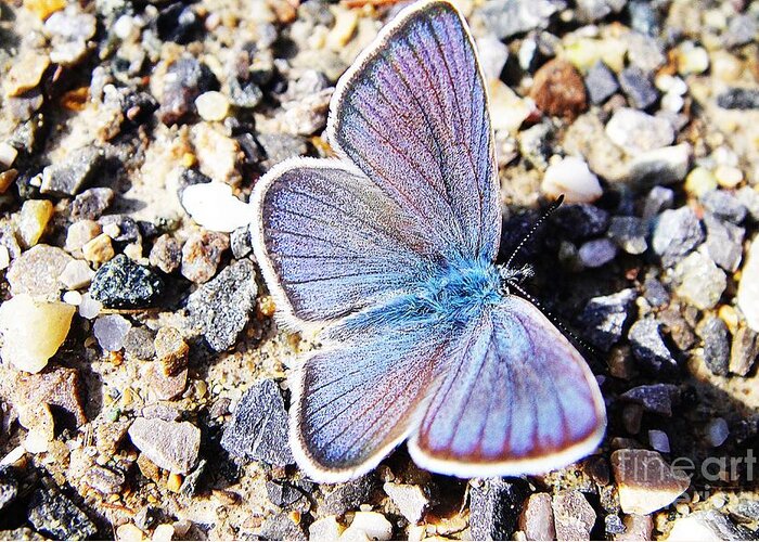 Butterfly Greeting Card featuring the photograph Blue butterfly on gravel by Karin Ravasio