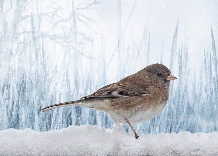 Female Bird Greeting Card featuring the photograph Blue Christmas Junco by Bill and Linda Tiepelman