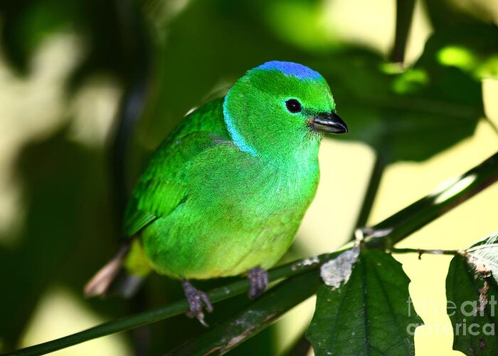Green Bird Greeting Card featuring the photograph Blue crowned chlorophonia by James Brunker