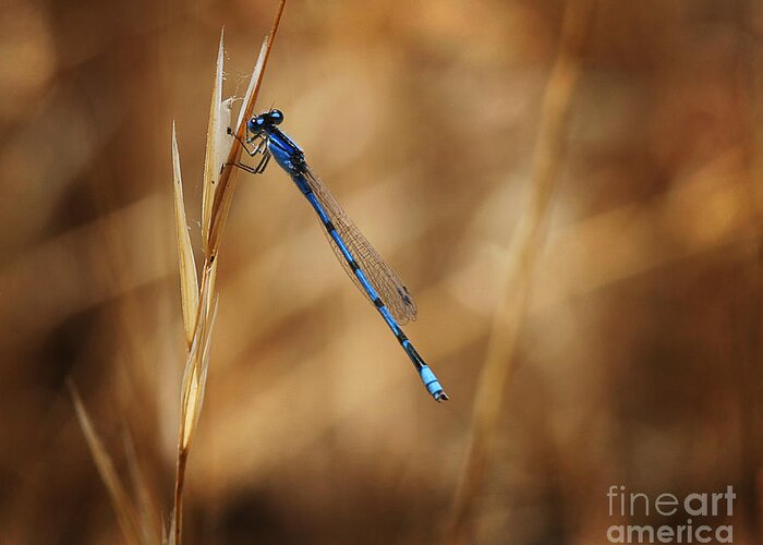 Insect Greeting Card featuring the photograph Blue Damsel by Robert Woodward