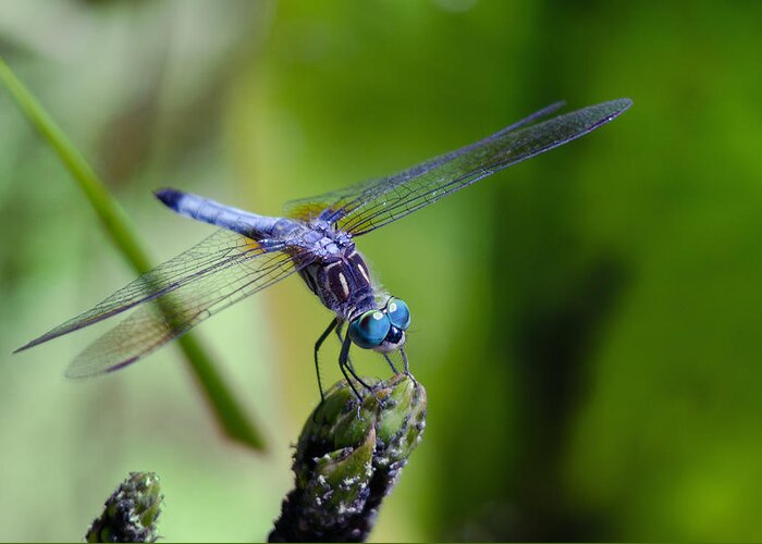 Animals Greeting Card featuring the photograph Blue Dragonfly by Jim Shackett