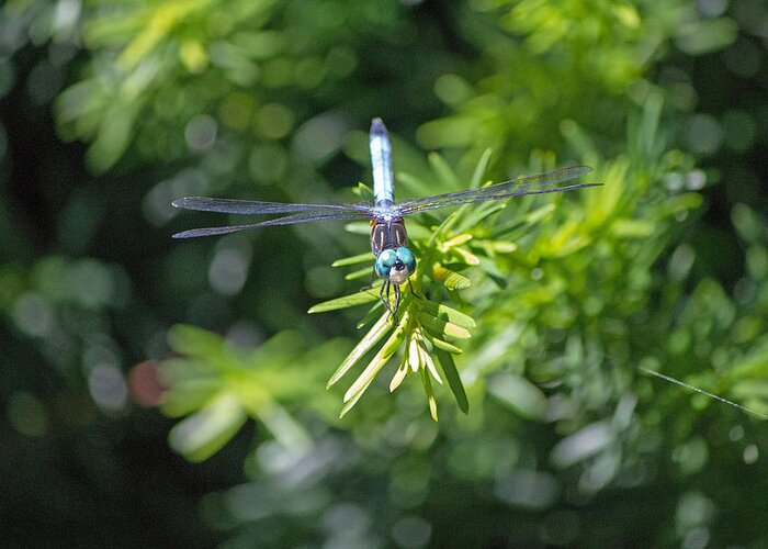 Blue Dragonfly Greeting Card featuring the photograph Blue dragonfly by Susan Jensen