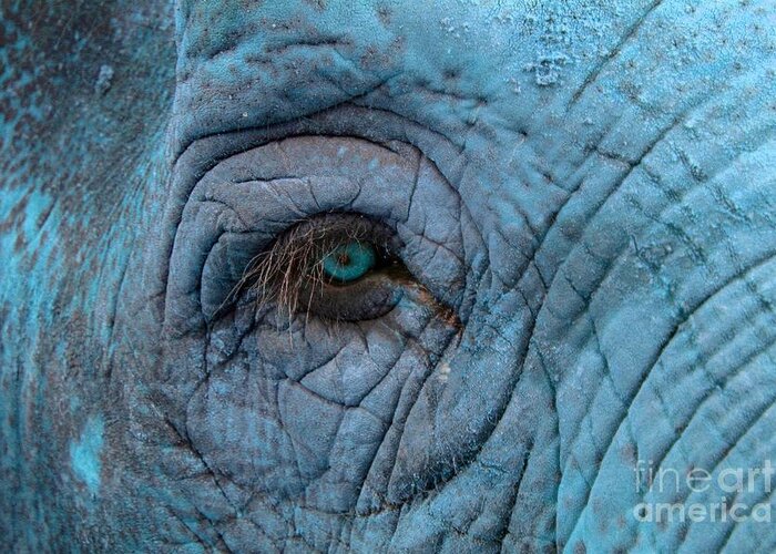 Blue Greeting Card featuring the photograph Blue Elephant by Cynthia Snyder
