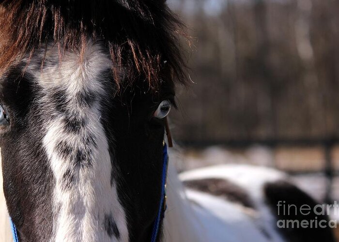 Horse Greeting Card featuring the photograph Blue Eye Stare by Janice Byer