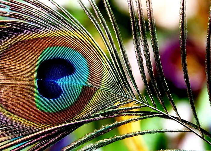 Feather Greeting Card featuring the photograph Blue Eye by Steve Godleski