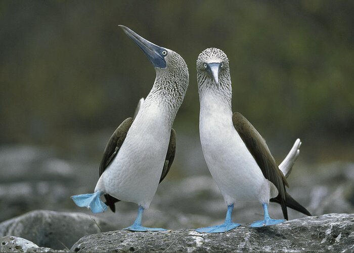 00141144 Greeting Card featuring the photograph Blue Footed Booby Dancing by Tui De Roy