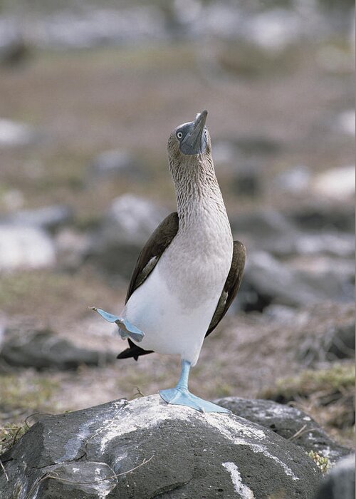 Feb0514 Greeting Card featuring the photograph Blue-footed Booby In Courtship Dance by Konrad Wothe