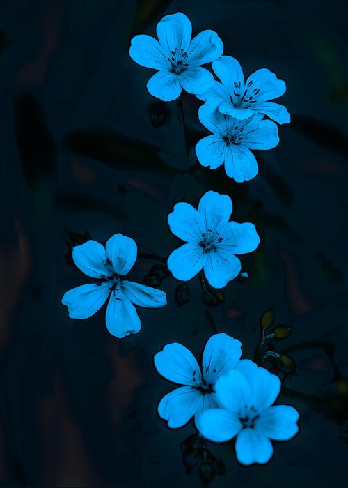Blue Greeting Card featuring the photograph Blue Geranium on Black by James Canning