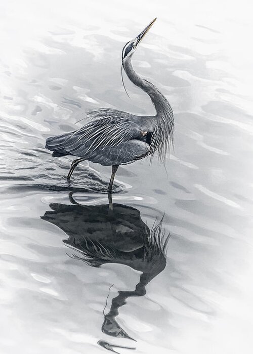 Blue Heron Display Greeting Card featuring the photograph Blue Heron Display by Wes and Dotty Weber