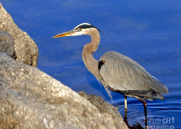 Blue Heron Greeting Card featuring the photograph Blue Heron in the Savannah River by Jean Wright