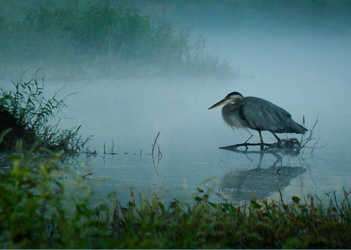 Nature Greeting Card featuring the photograph Blue Heron Morning by Deborah Smith