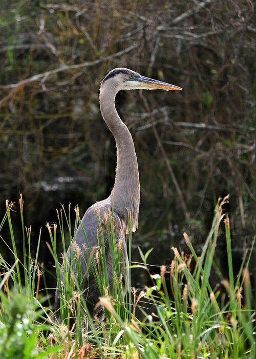 Blue Heron Greeting Card featuring the photograph Blue Heron of the Everglades by Kathleen Scanlan