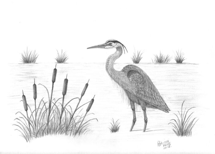 Blue Heron Greeting Card featuring the drawing Blue Heron by Patricia Hiltz