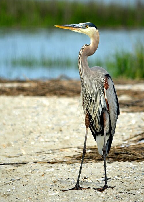 Blue Heron Greeting Card featuring the photograph Blue Heron Portrait by Sandi OReilly