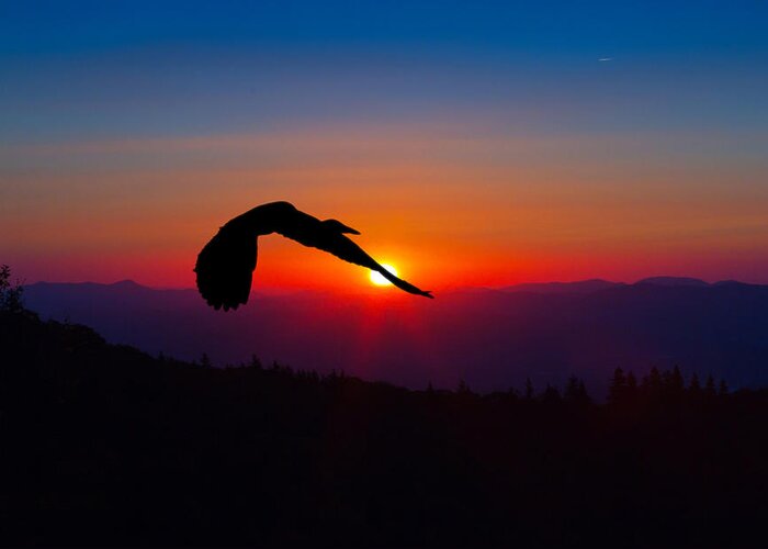 Heron Greeting Card featuring the photograph Blue Heron Rising with the Sun by John Haldane