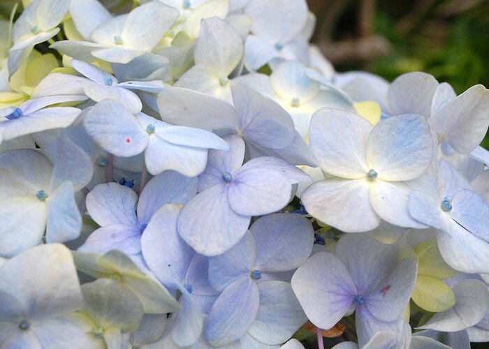 Flower Greeting Card featuring the photograph Blue Hydrangea Flowers by Amy Fose