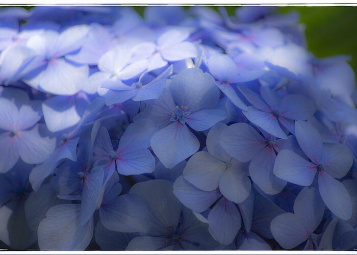The Hydrangea Is Also Known As The Snowball Bush. Greeting Card featuring the photograph Blue Hydrangea One by Craig Perry-Ollila