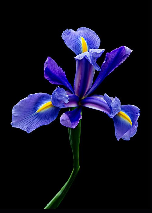 Iris Greeting Card featuring the photograph Blue Iris Beauty by Mary Jo Allen