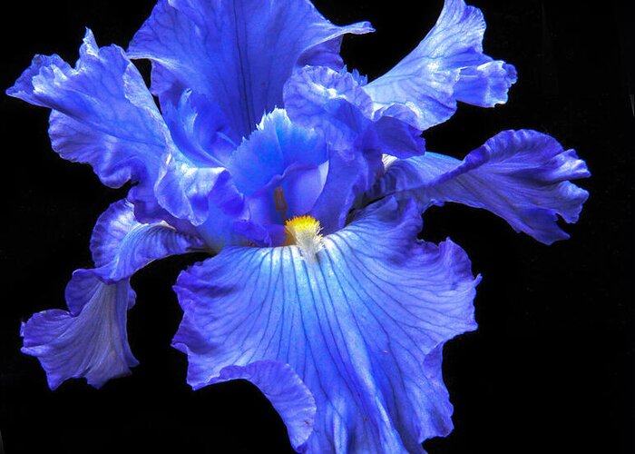 Flower Greeting Card featuring the photograph Blue Iris by Robert Bales