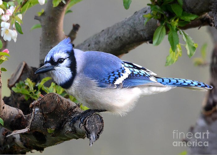 Nature Greeting Card featuring the photograph Blue Jay Beauty by Nava Thompson