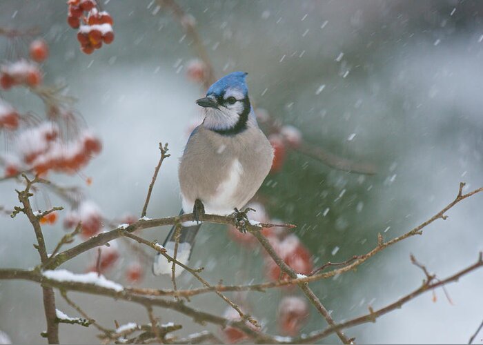 Birds Greeting Card featuring the photograph Blue Jay in Snow by Kristin Hatt