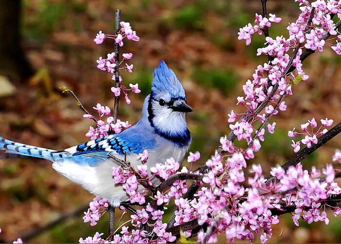 Birds Greeting Card featuring the photograph Blue Jay in the Pink by Randall Branham