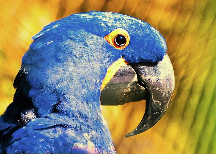 Macaw Greeting Card featuring the photograph Blue Macaw by Daniel B Begiato