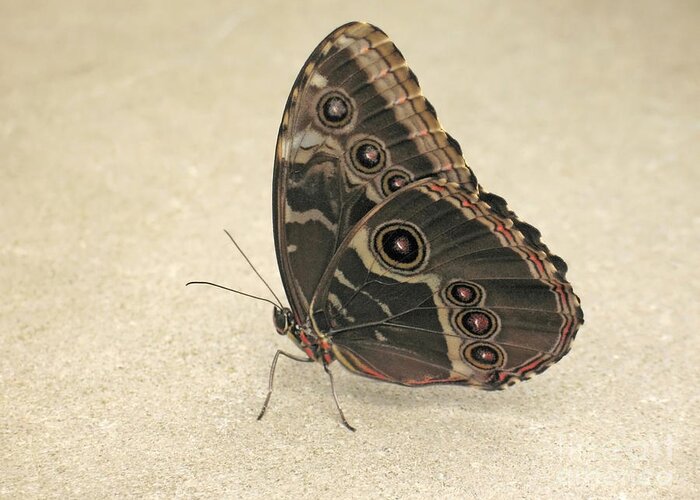 Butterfly Greeting Card featuring the photograph Blue Morpho by Ann Horn
