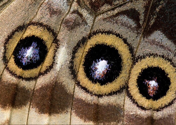 Insect Greeting Card featuring the photograph Blue Morpho Butterfly Underwing Abstract by Nigel Downer