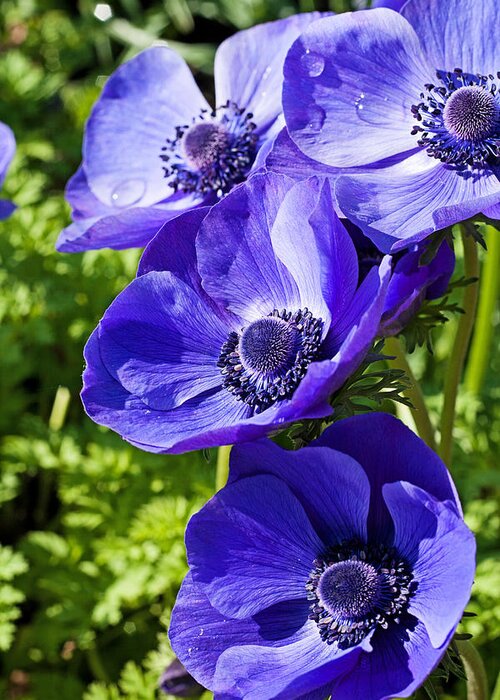 Poppy Greeting Card featuring the photograph Blue Poppy Anemone by Michael Porchik