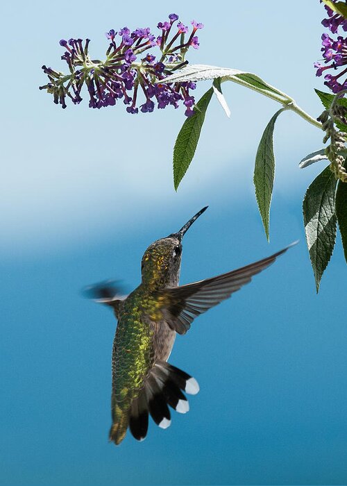 Hummingbird Greeting Card featuring the photograph Blue Ridge Hummingbird by Lara Ellis