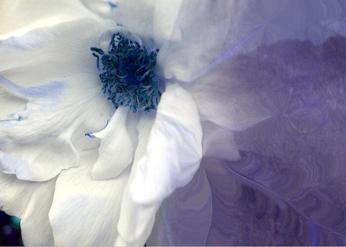 Blue Greeting Card featuring the photograph Blue Rose by Davina Nicholas
