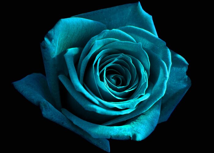 Rose Greeting Card featuring the photograph Blue Rose by Heather Provan