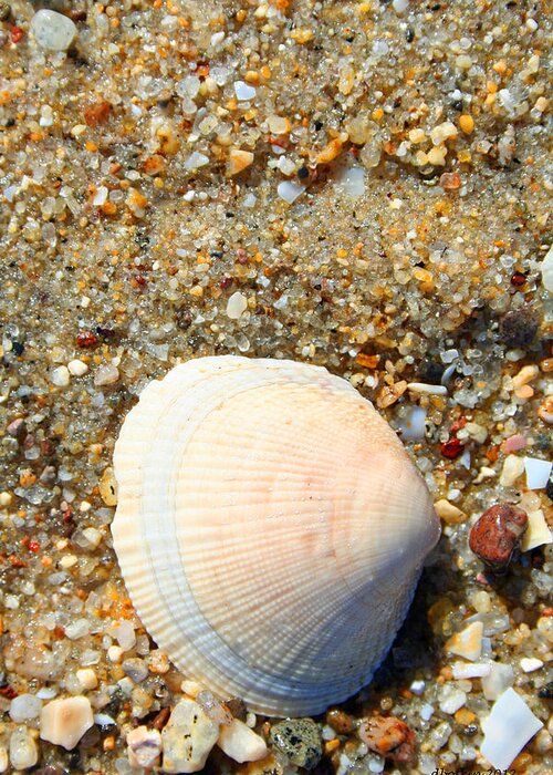 Beach Greeting Card featuring the photograph Blue Shell by Dick Botkin