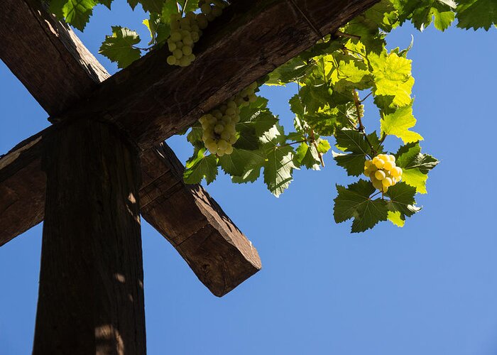 Harvest Greeting Card featuring the photograph Blue Sky Grape Harvest - Thinking of Fine Wine by Georgia Mizuleva