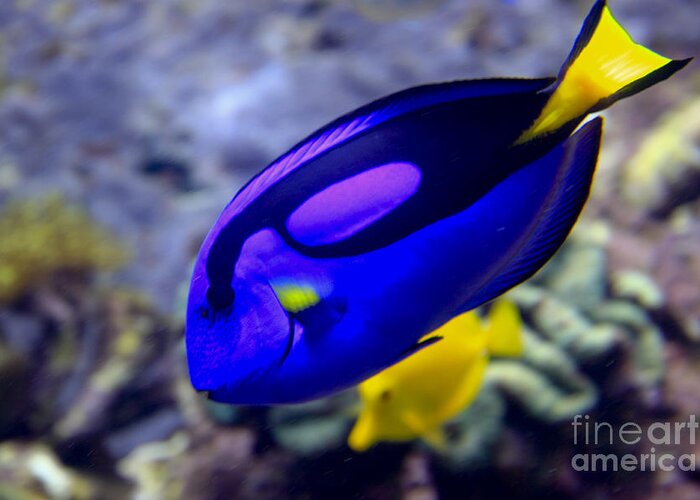 Tang Greeting Card featuring the photograph Blue Tang Dory by Richard Lynch