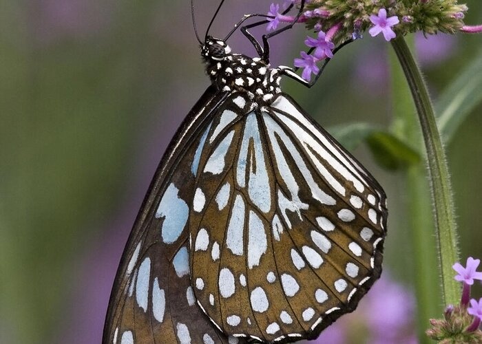 Butterflies Greeting Card featuring the photograph Blue Tiger Butterfly by Chris Scroggins