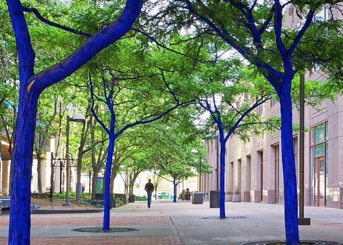 Climate Greeting Card featuring the photograph Blue Tree Walkway by Mary Lee Dereske