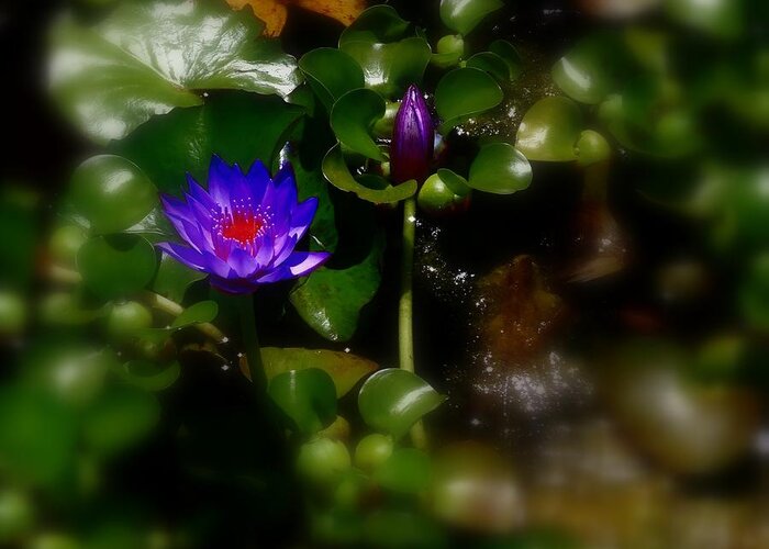 Water Lily Greeting Card featuring the photograph Blue Water Lily by Nick Kloepping