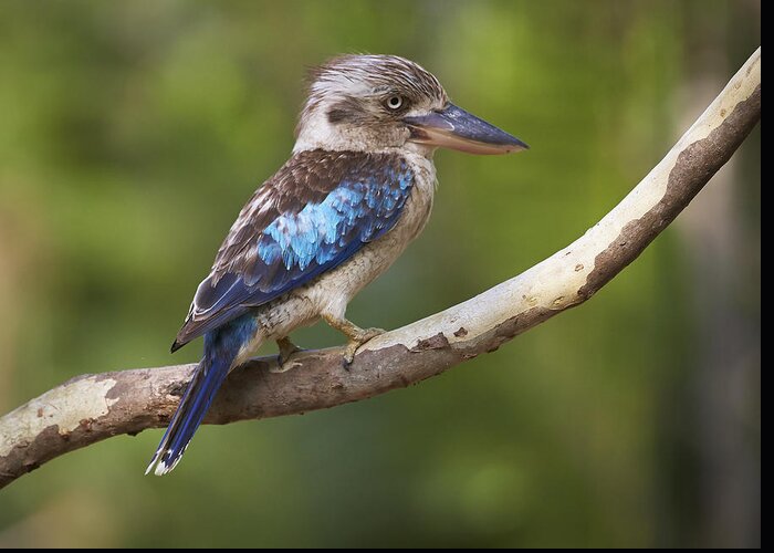 Martin Willis Greeting Card featuring the photograph Blue-winged Kookaburra Queensland by Martin Willis